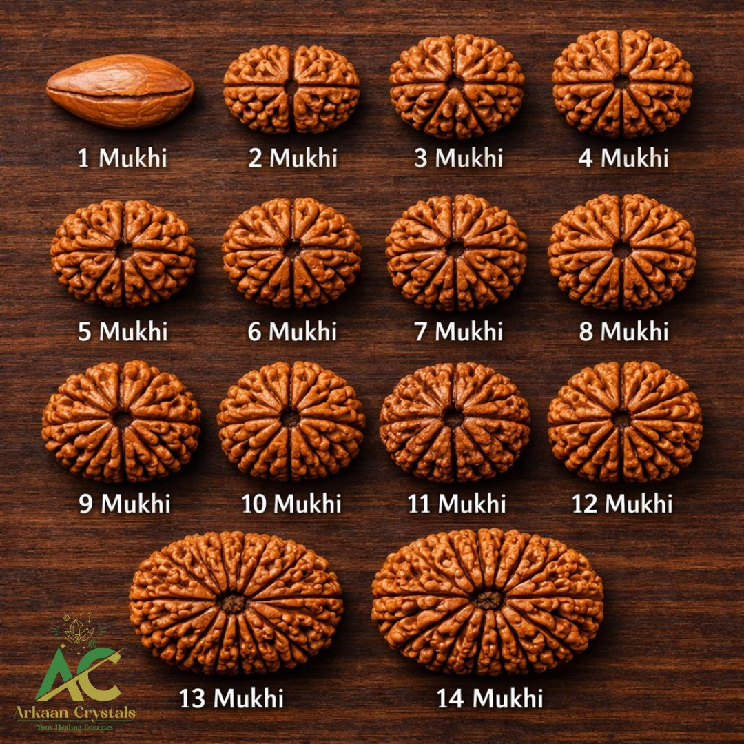 🌰 Natural Rudraksha – The Sacred Seed of Divine Energy 🌰